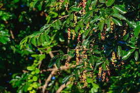 Image result for Antidesma venosum