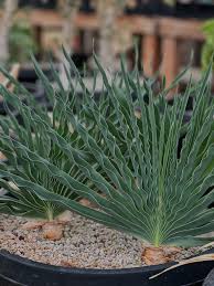 Image result for Boophone