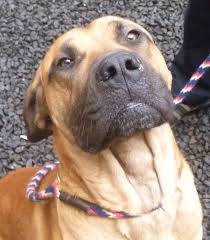 Rhodesian ridgeback information including pictures, training, behavior, and care of rhodesian ridgebacks and dog breed mixes. Rhodesian Ridgeback Boerboel Mix Off 68 Www Usushimd Com