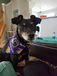 Hello My Dogs Bun Level Is 49 But Her Creatine Level Is 1 6 And Sdma Is 12 So Everything Is In Normal Range Except Bun Why She S Petcoach