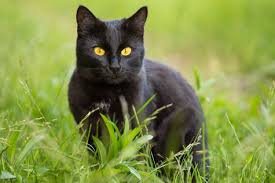 20 Black Cat Breeds | PetMD