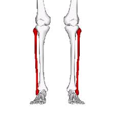 This bone is part of the fibula, one of two bones of the lower leg; Fibular Fracture Physiopedia