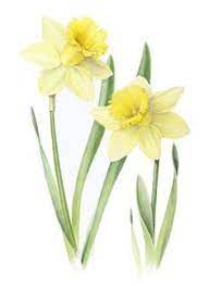 Flowers Paintings Of Daffodil Flower Drawing Flower Painting Botanical Drawings