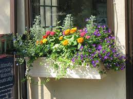 It likes a rich, fertile soil and for best results feed. Pin By Bee Vintage 41 On My Container Gardens Window Boxes Window Boxes Window Box Flowers Window Planter Boxes