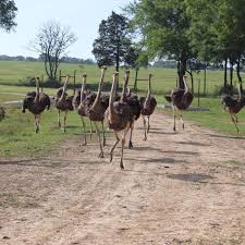 Adventure Awaits At Safari Wild A Drive Thru Safari Park In Mississippi Safari Park Safari Usa Places To Visit
