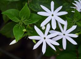 Image result for Jasminum pauciflorum
