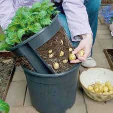 Brillant Un Double Seau Special Pour Faire Pousser Les Pommes De Terre Idees Jardin Jardins Urbains Jardins