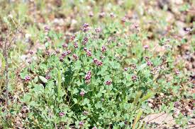 Image result for Trifolium