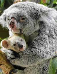 The Koala Phascolarctos Cinereus Or Inaccurately Koala Bear A Is An Arboreal Herbivorous Marsupial Native To Australia Koala Koala Bear Koalas