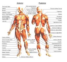 Anatomical diagram showing a front view of muscles in the human body. Back Muscle Chart Gallery Of Chart 2019