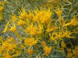 Image result for Eriosema burkei