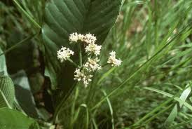 Image result for Pavetta sp. F