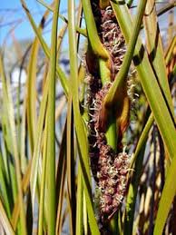 Image result for Cyperus spiralis