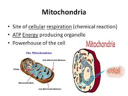 We did not find results for: Aim How Do Plant Animal Cell Organelles Maintain Homeostasis Ppt Download