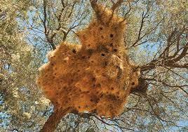 Architect Animals and Sustainable Architecture: Rethinking Environmental Design