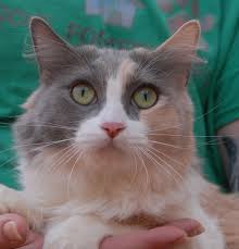 Sydney Has The Most Beautiful Spirit And All She Asks For Is Kindness And A Lifelong Commitment She Is A Blue Cre Cat Adoption Pet Adoption Cats And Kittens