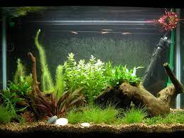 Berbagai macam jenis ikan ada di sini kami menjual berbagai model akuarium dengan kualitas terbaik. 7 Ide Hiasan Aquarium Cantik Yang Murah Meriah