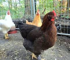 Raising A Large Breed Chicken Brahma And Cochin Timber