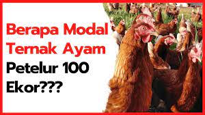 Check spelling or type a new query. Cara Mudah Menentukan Modal Ternak Ayam Petelur 100 Ekor