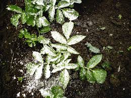 Always use food grade diatomaceous earth for flea control and elimination. Diatomaceous Earth For The Garden And Much Much More Organic Vegan Earth