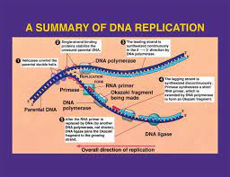 Daniel liden scientists use various methods to detect methylation in dna samples. Dna Replication