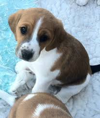 That's probably what you're after, right? Beagle Terrier Mix Dogs Online