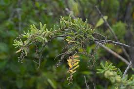 Image result for Suaeda monoica