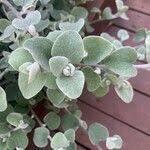 Image result for Helichrysum lineare