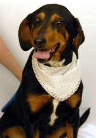 Black And Tan Coonhound Rescue Tennessee Adopt Cindy On With Images Humane Society Coonhound Black And Tan