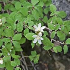 Image result for Cycnium jamesii