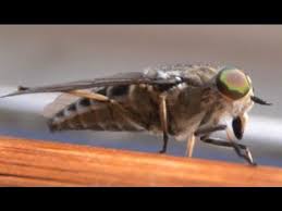 Maybe you would like to learn more about one of these? Horse Fly Youtube