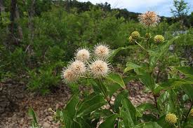 Common Buttonbush Cephalanthus Occidentalis Flowering Trees Plants Botany
