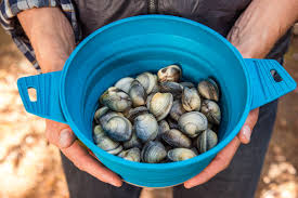 The shells will open naturally and. Campfire Steamed Clams Fresh Off The Grid