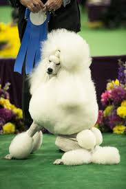 Step And Repeat With Michelle Collins The 138th Annual Westminster Dog Show Westminster Dog Show Dog Show Poodle Dog