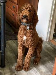 We did not find results for: Teddy Bear Cut Red Standard Poodle