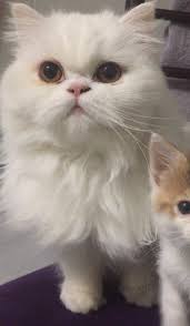 Disi Iran Kedisi Kedi Satis