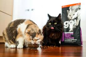 16 loyal companion stores to add petcurean go products 2019 12 12 pet food processing