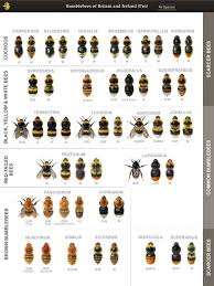 Black And White Biting Insect Uk Bumblebee Field Guide App Released Bee Identification Bumble Bee Bee Friendly Plants