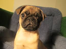 The breed has a fine, glossy coat that comes in a variety of colours, most often light brown. Lovable Pug Puppies Available 8 12 Weeks Of Age Permanent Shots And Wormings Completed Along With Microchipping We Pug Puppies Puppies Dog Training