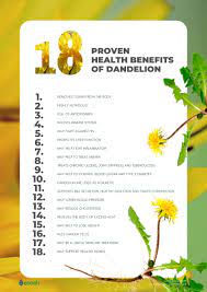 Dandelion 18 Health Benefits Backed By Science Ecosh Life