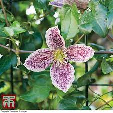 Freckles can reach heights of upto 12 feet. Clematis Cirrhosa Var Purpurascens Freckles Plants Thompson Morgan