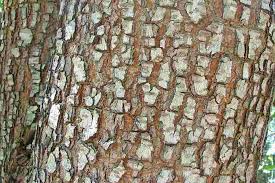 Image result for Albizia lebbeck