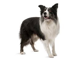 Chiens sélectionnés niveau championnats de 1973 voyage en angleterre avec l'alliance pastorale pour ramener 30 chiots borders collies. Border Collie Caractere Education Sante Entretien Prix