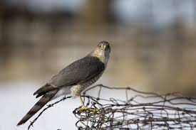 It'S Been A Rough Ride For A Baby Hawk Being Raised By Bald Eagles | Cbc  Radio