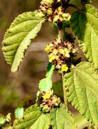 Image result for Waltheria indica