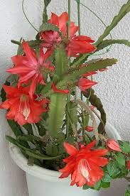 цветущие комнатные комнатные цветы фото и названия и уход за ними Kak Vyrastit Neprihotlivyj Fillokaktus S Roskoshnymi Cvetami Cvety Komnatnye Cvety Posadka Cvetov