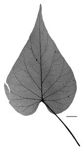 Image result for Lepistemon