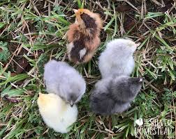 Rooster vs hen, cockerel vs pullet: How To Identify Male Female Chicks Silver Homestead