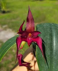 Image result for Bulbophyllum humblotii