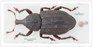 Image result for Plinthus